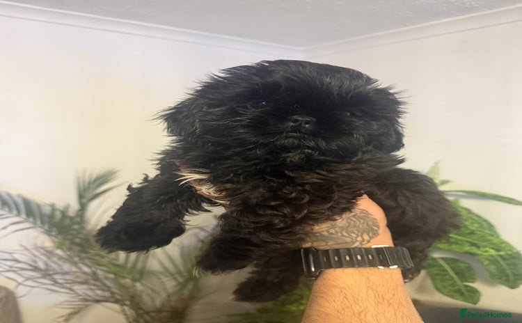 Shih Tzu dogs - Advert 1