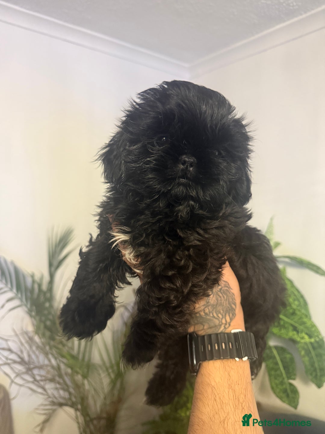 Shih Tzu dogs for sale: Shih Tzu (one boy left) - Image 1