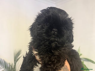 Shih Tzu dogs - Advert 8