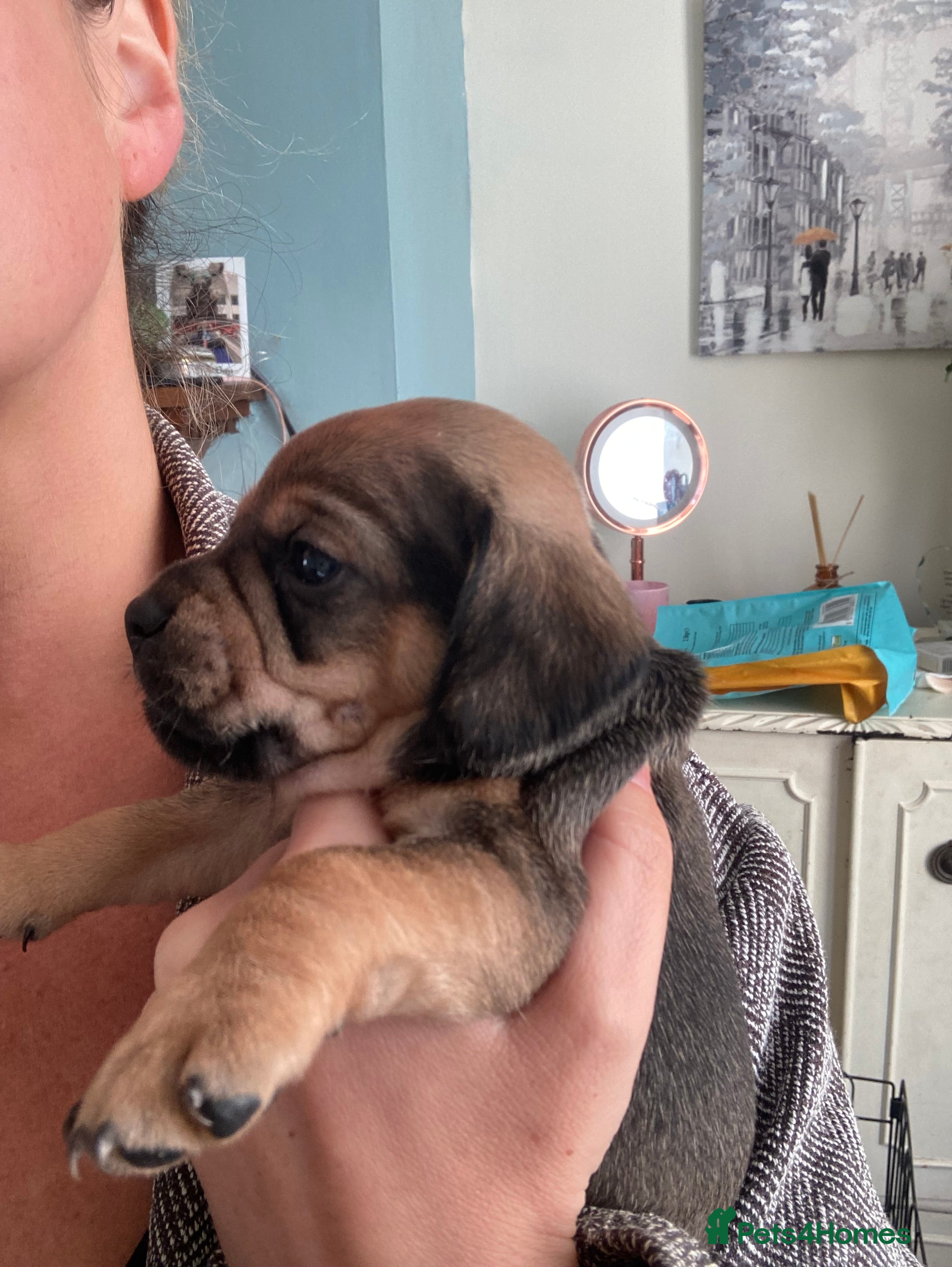 Mixed Breed dogs Dachshund x Pug (Daug) - Advert 4