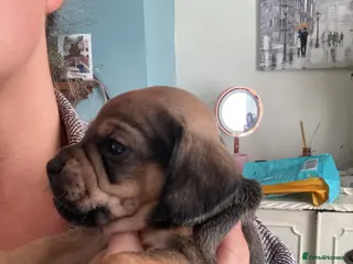 Mixed Breed dogs Dachshund x Pug (Daug) - Advert 4
