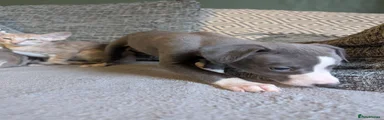 Whippet 9