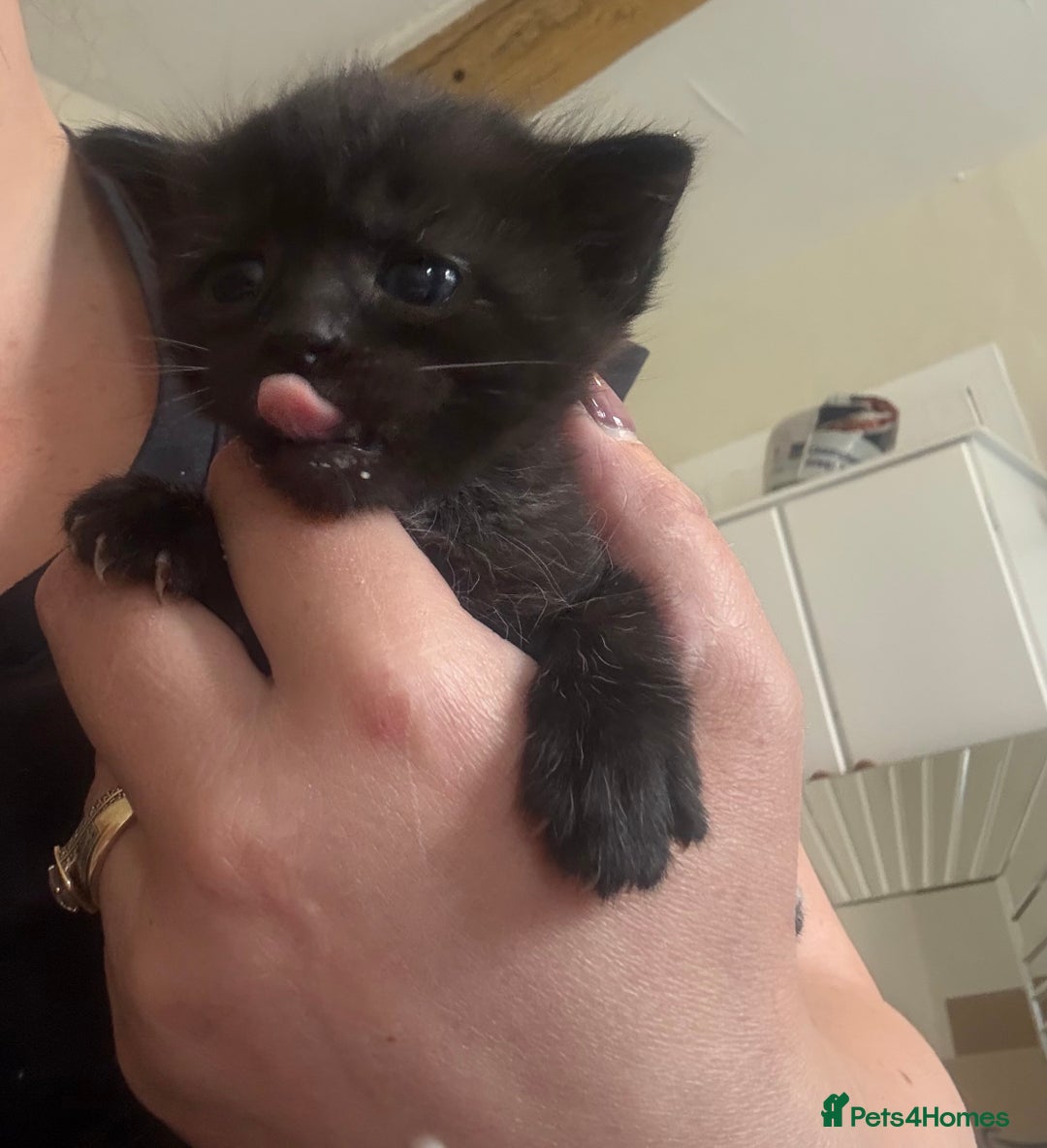 Mixed Breed cats for sale: 4 beautiful little kittens  - Image 1