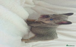 French Bulldog dogs for sale:  🐾READY FOR NEW HOMES NOW Isabella&Tan Boys🏡🐾 - Image 15