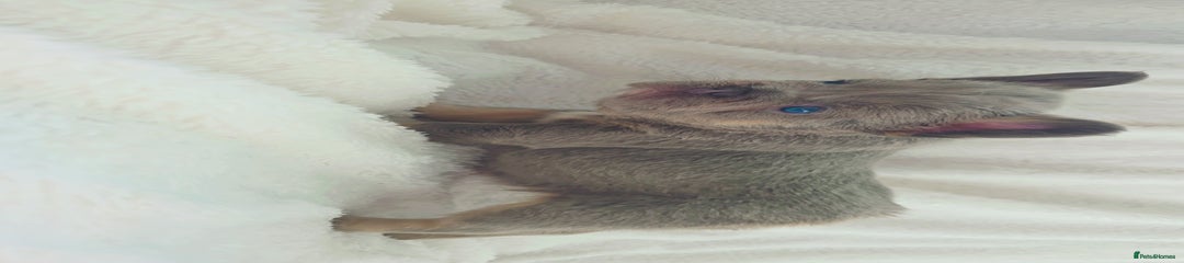 French Bulldog Puppy 2