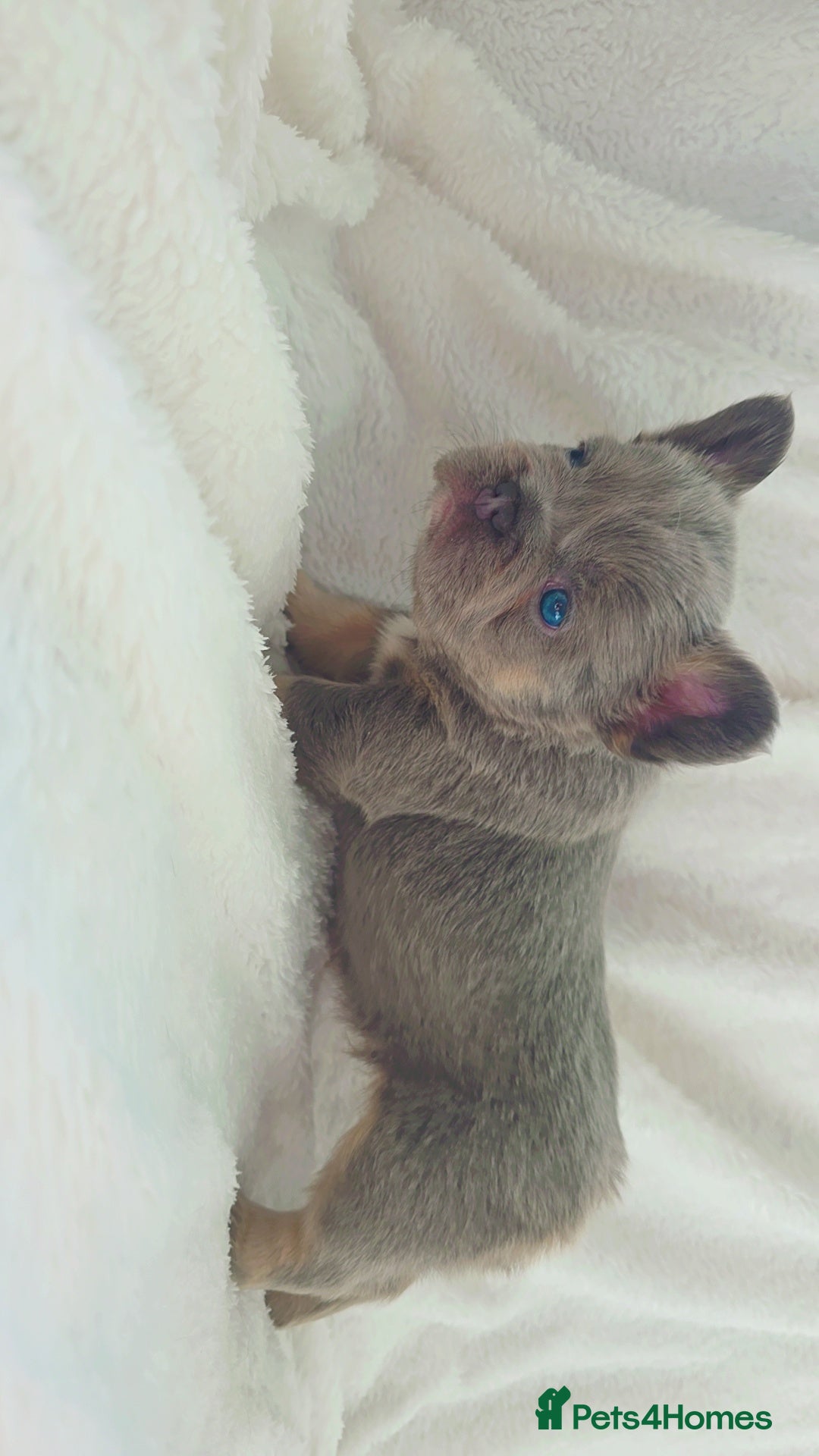 French Bulldog dogs for sale:  🐾READY FOR NEW HOMES NOW Isabella&Tan Boys🏡🐾 - Image 15