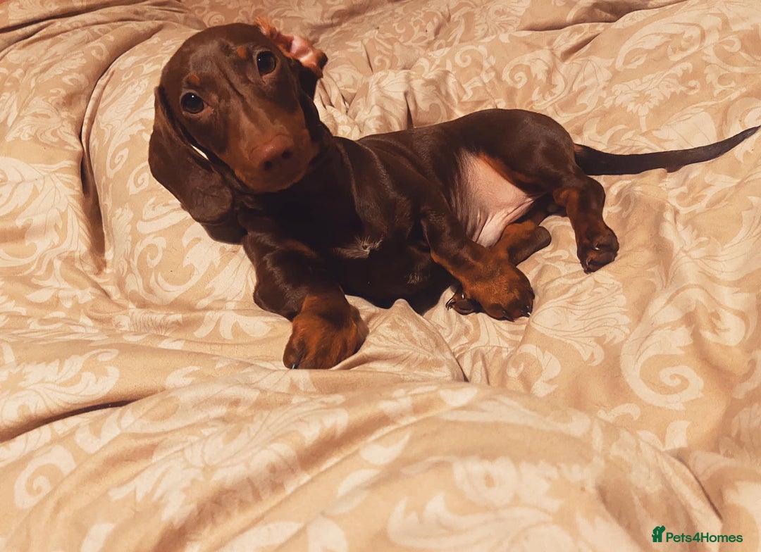 Miniature Dachshund dogs for stud: Stud Available Miniature Dachshund Chocolate & Tan - Image 2