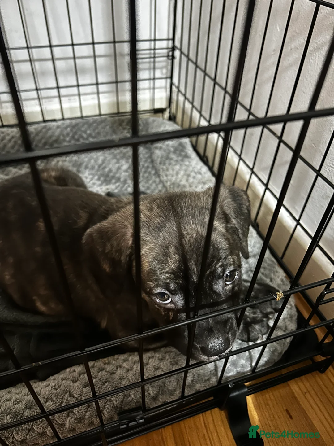 Mixed Breed dogs for sale: Puppy looking for his forever home - Advert 3