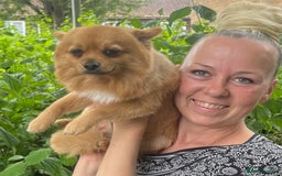 Pomeranian dogs for sale: Pug x Pomeranian mixed breed Puppies  - Advert 8