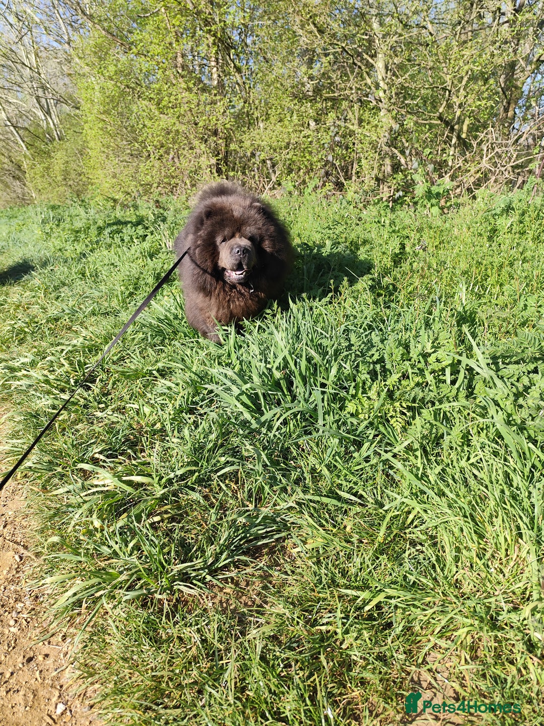 Chow Chow dogs for stud: Bule chow chow for stud - Image 2