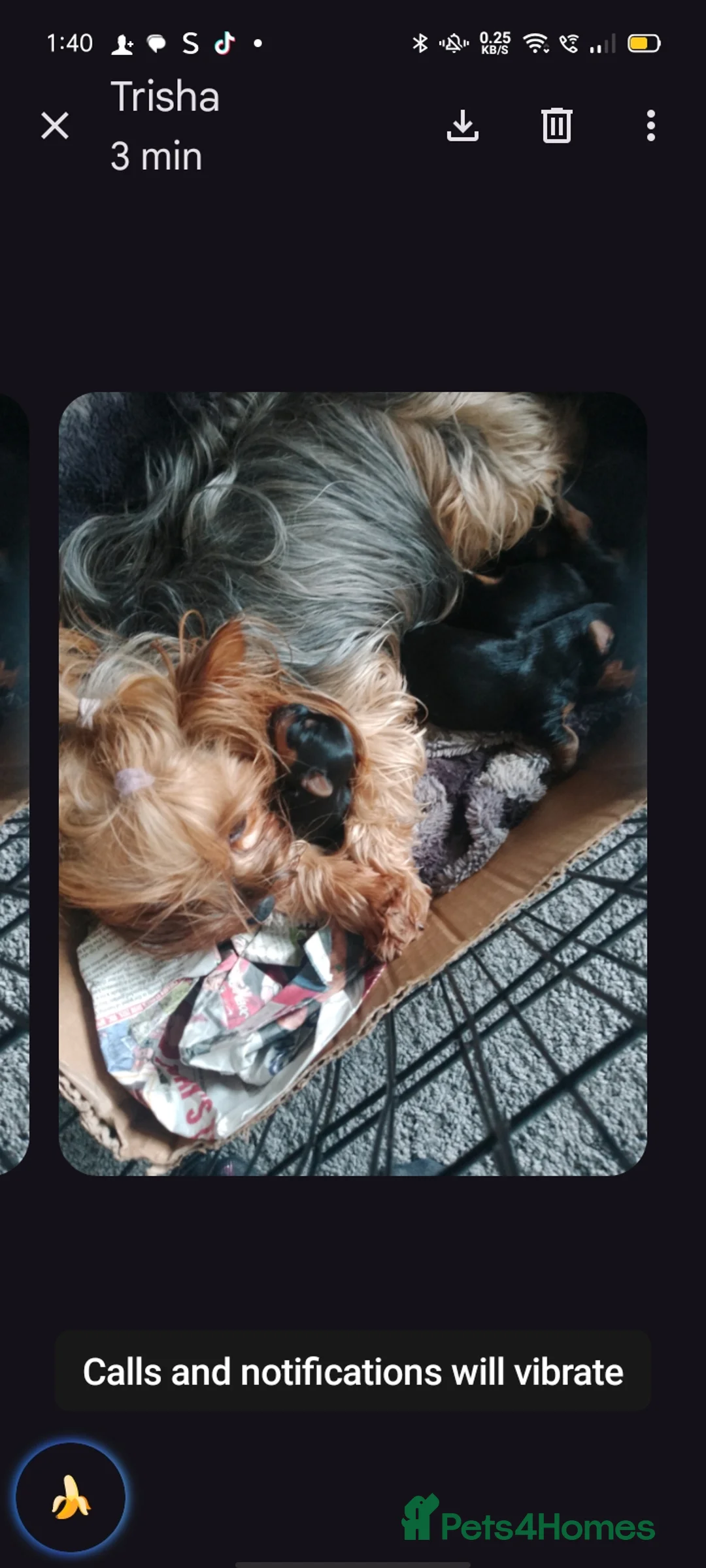 Yorkshire Terrier dogs for sale: Mini mini puppies  in Craigavon - Advert 2