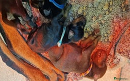 Dobermann dogs for sale: Top line doberman puppies - Image 29