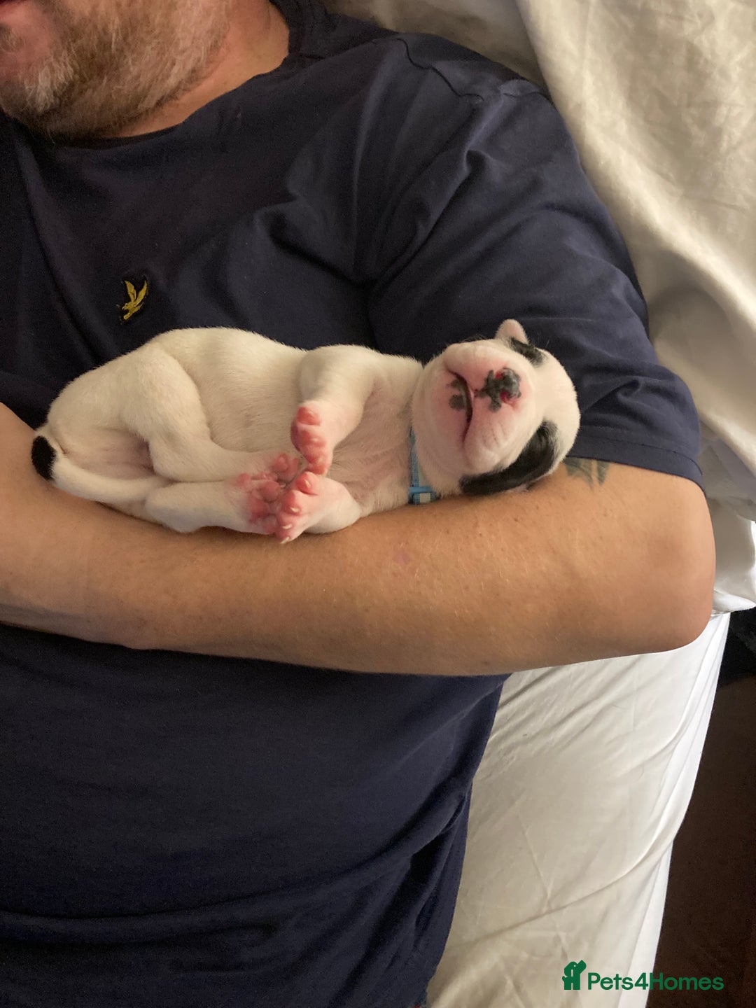 Mixed Breed dogs for sale: Mastiff x Staffy Puppies  - Advert 31