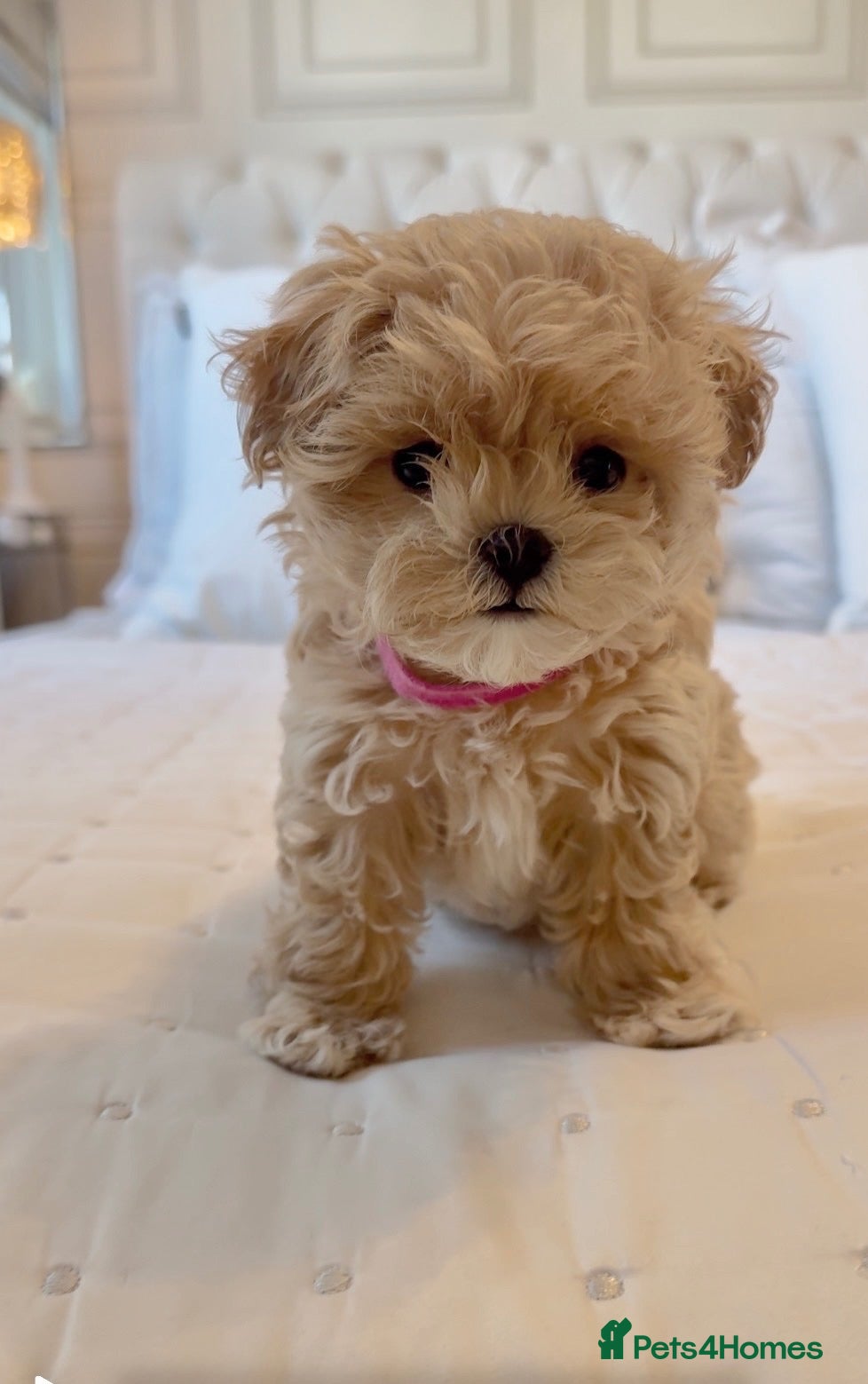 Maltipoo dogs 🧸Maltipoo DNA tested Korean & Asian lines - Advert 1