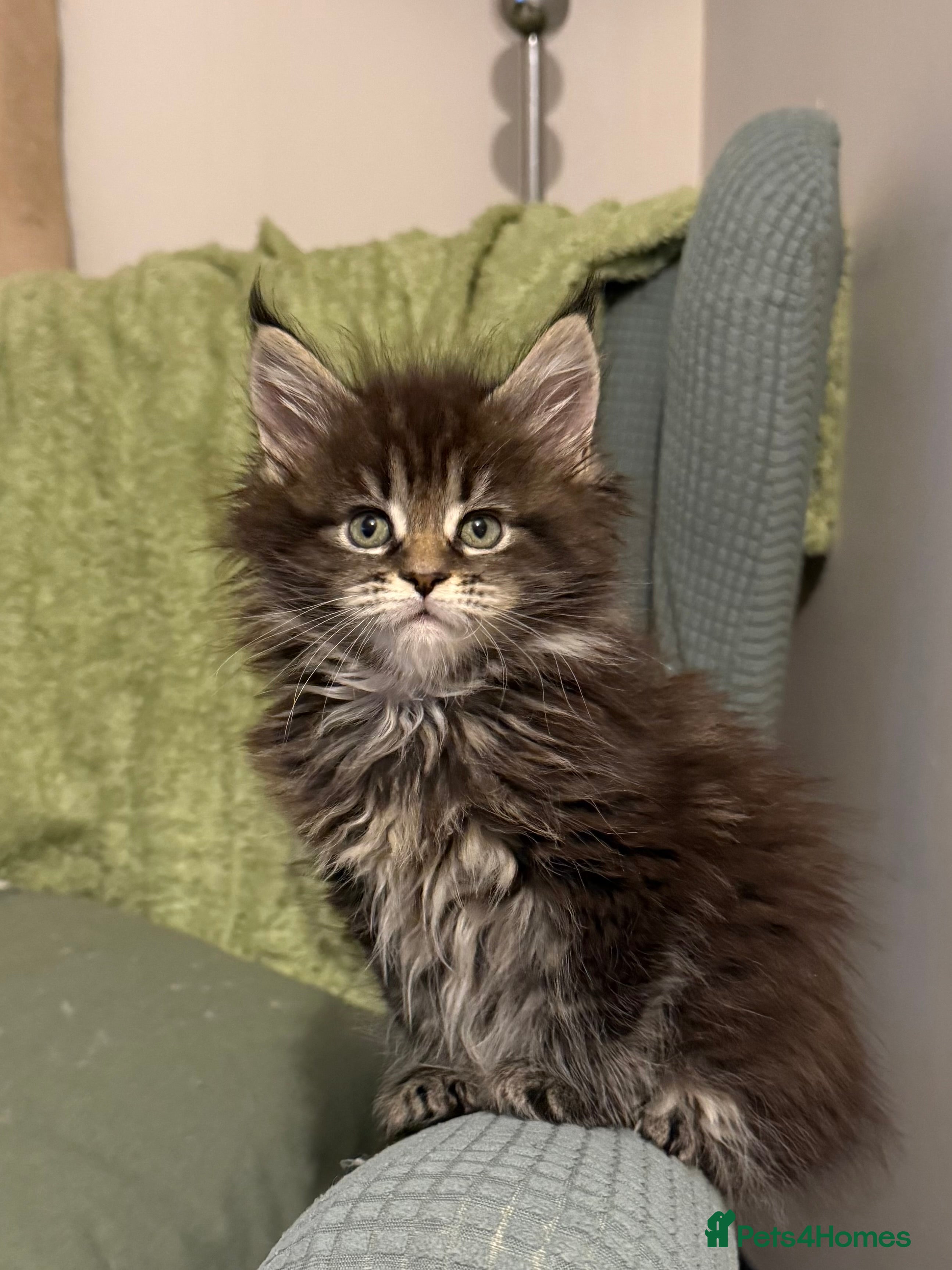 Maine Coon cats Maine coon kittens - Advert 1