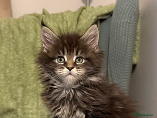 Maine Coon cats Maine coon kittens - Advert 1