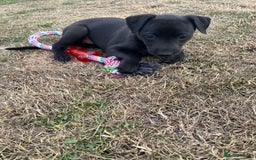 Whippet dogs for sale: 🐾 KC Registered Black Whippet Puppies 🐾 - Image 20