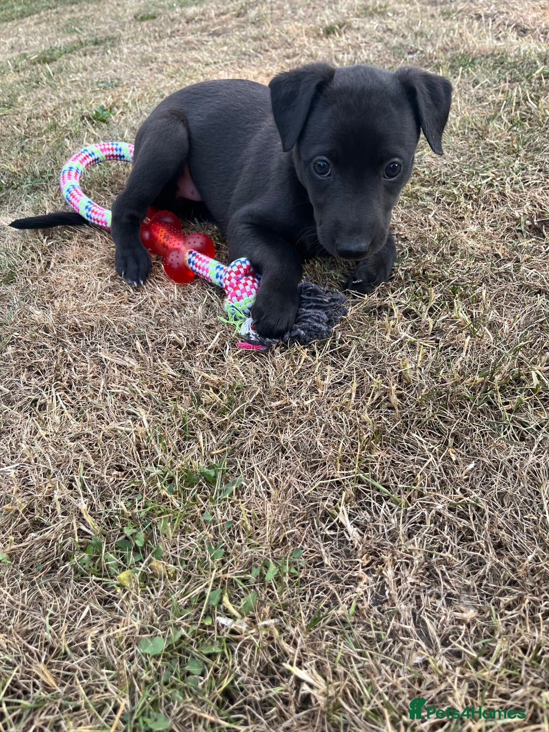 Whippet dogs for sale: 🐾 KC Registered Black Whippet Puppies 🐾 - Image 20