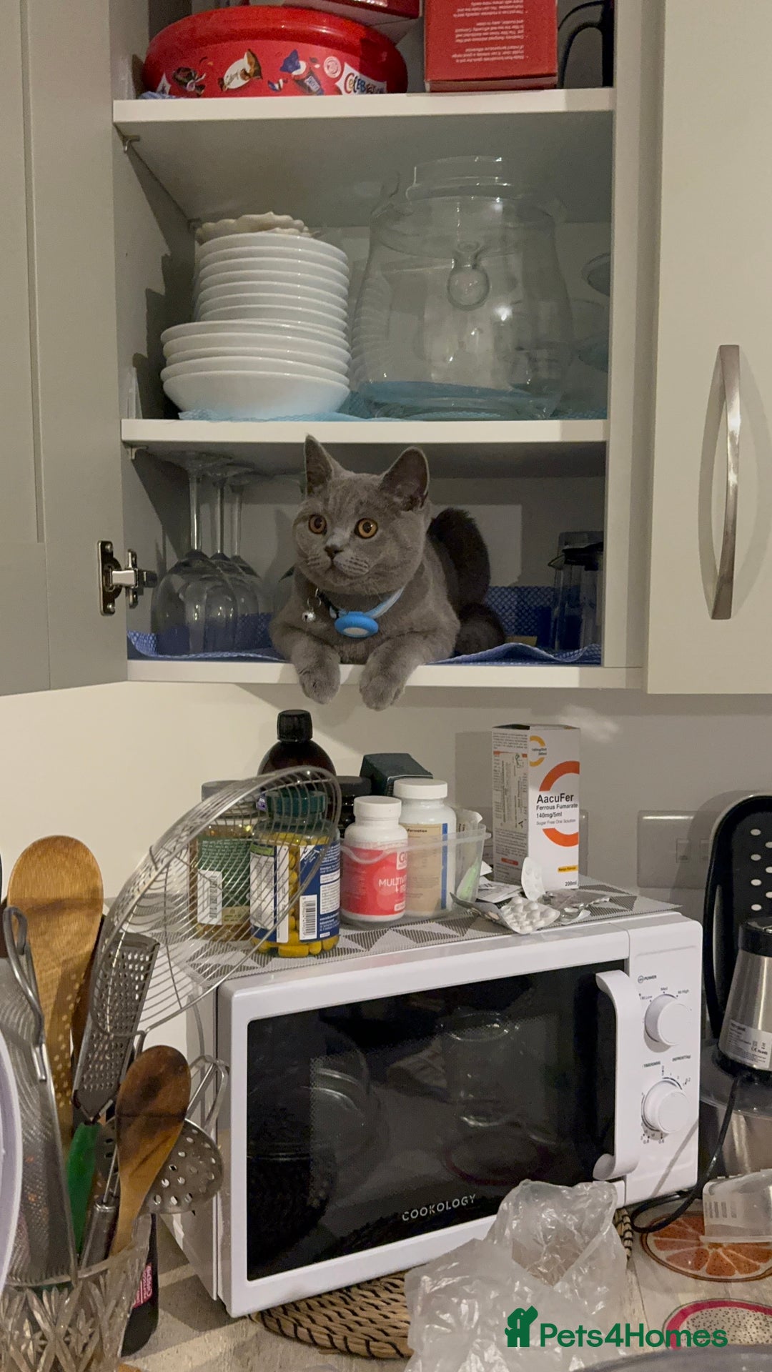 British Shorthair cats for sale: Purebreed British shorthair - Image 2