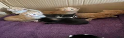 Mixed Breed cats for sale: 7 Adorable kittens ready for their furever home - Advert 2