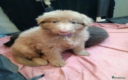 German Shepherd dogs for sale: 🌟ISABELLA GERMAN SHEPHERD PUPPIES 🌟 - Image 5