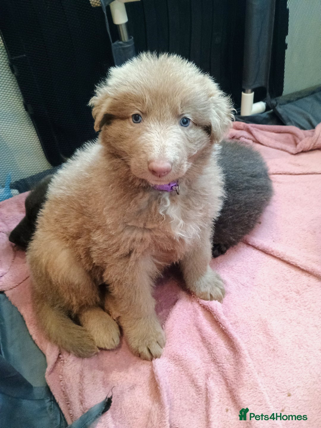 German Shepherd dogs for sale: 🌟ISABELLA GERMAN SHEPHERD PUPPIES 🌟 - Image 5