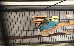 Budgerigars birds for sale: Two best friend male budgies, 2 and 1 year old. - Image 8