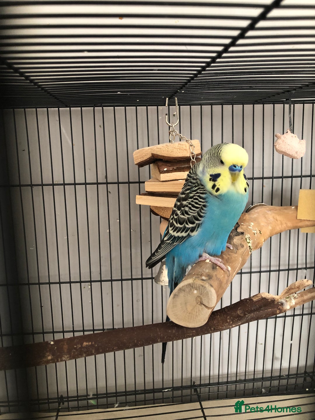 Budgerigars birds for sale: Two best friend male budgies, 2 and 1 year old. - Image 8