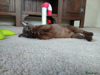 Burmese cats Handsome Brown Burmese Boy. GCCF Reg - Advert 1