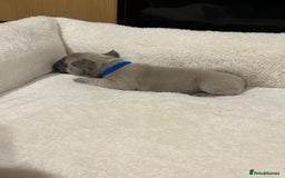 French Bulldog dogs for sale: 5⭐️ french bulldog pups 🐾 - Image 30