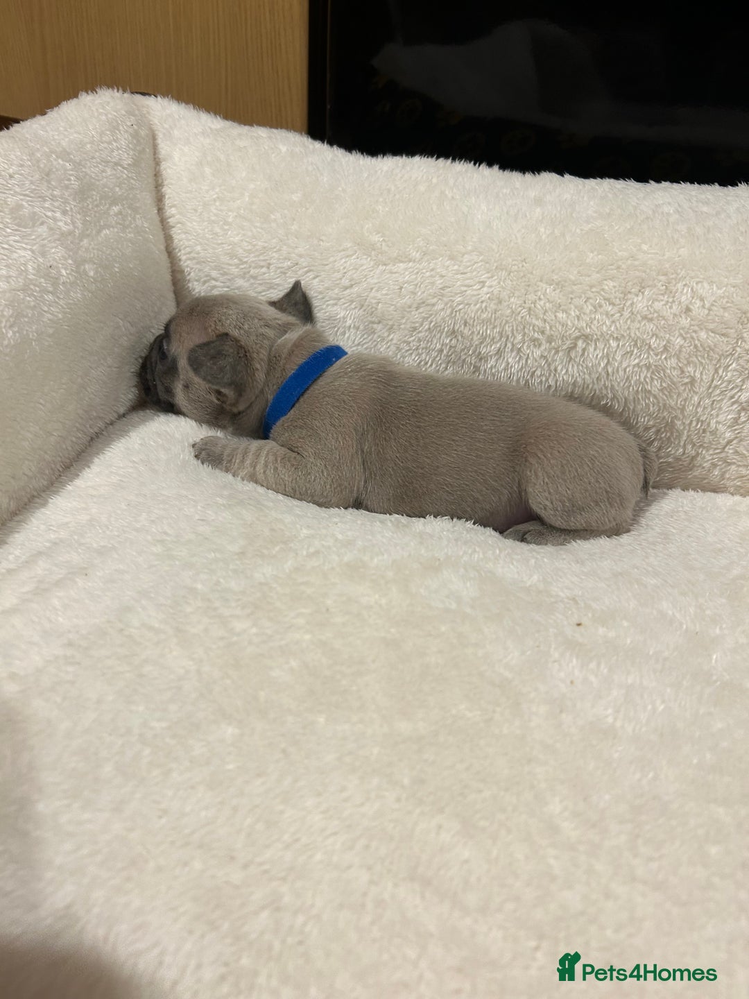 French Bulldog dogs for sale: 5⭐️ french bulldog pups 🐾 - Image 30