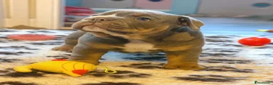 English Bulldog 1