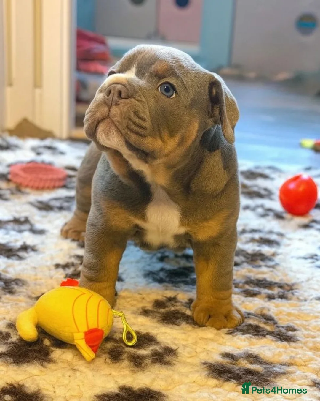 English Bulldog dogs for sale: Beautiful English Bulldog Puppies Available in London - Advert 4