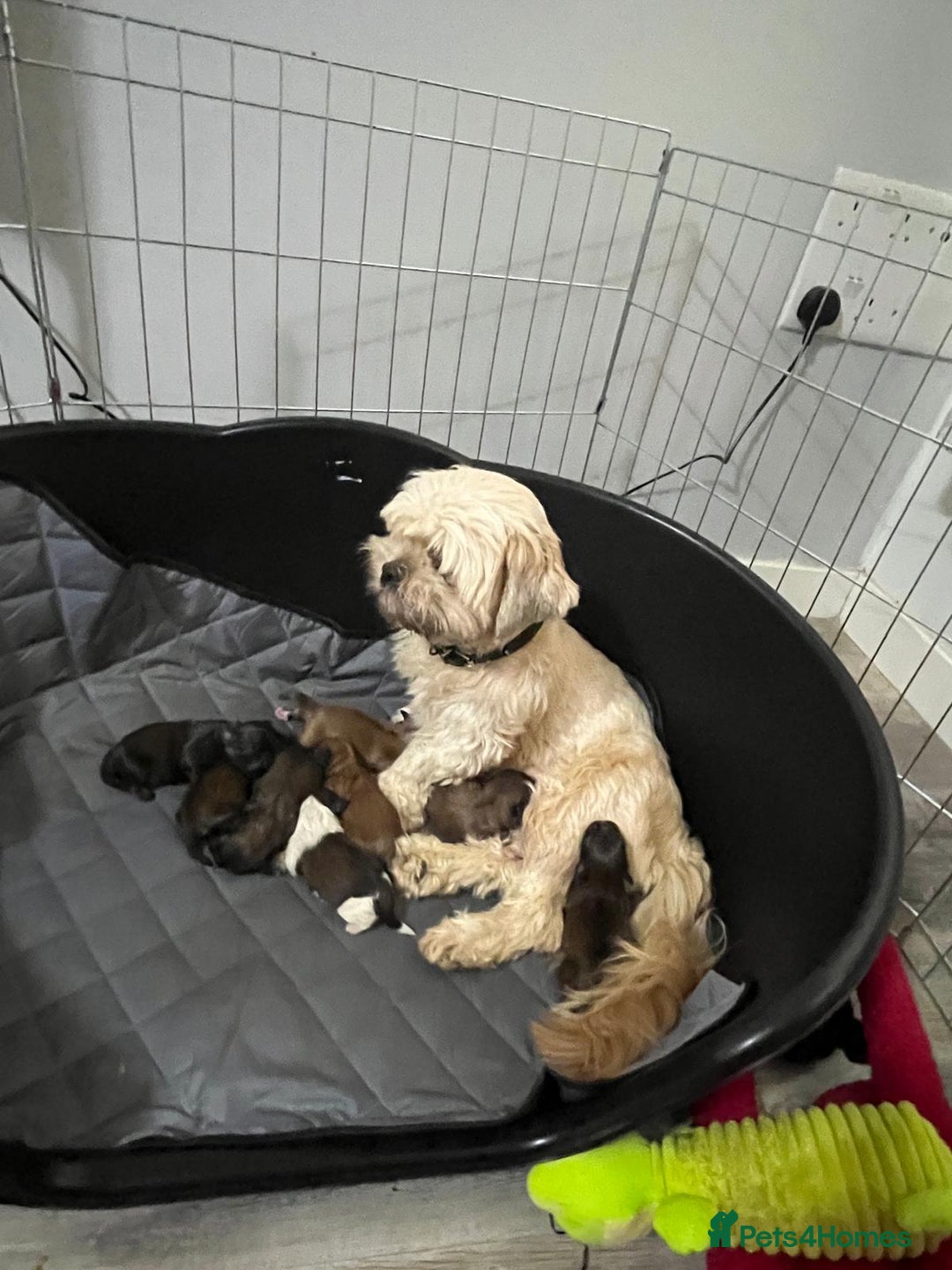 Shih Tzu dogs for sale: Shih tzu pups - Advert 1