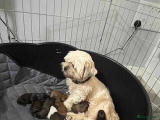 Shih Tzu dogs Shih tzu pups - Advert 1