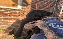 Labrador Retriever dogs for sale: Female black Labradors - Image 7
