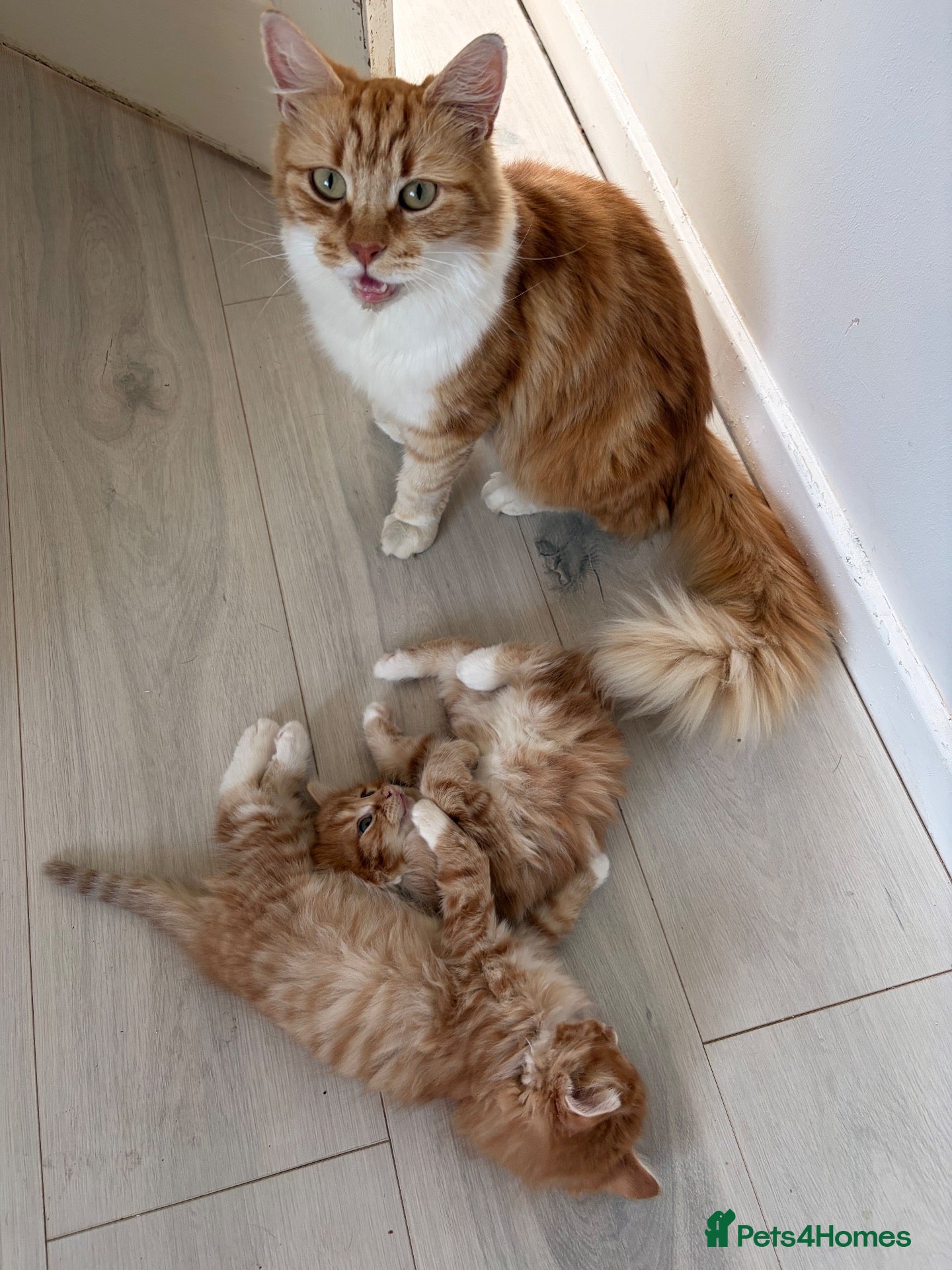 Mixed Breed cats Adorable fluffy ginger and white kittens - Advert 1