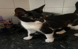 Mixed Breed cats for sale: Kitten and mother rehome Asap.  - Image 2