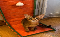 Abyssinian cats for sale: Abyssinian kittens looking for their new home - Image 19