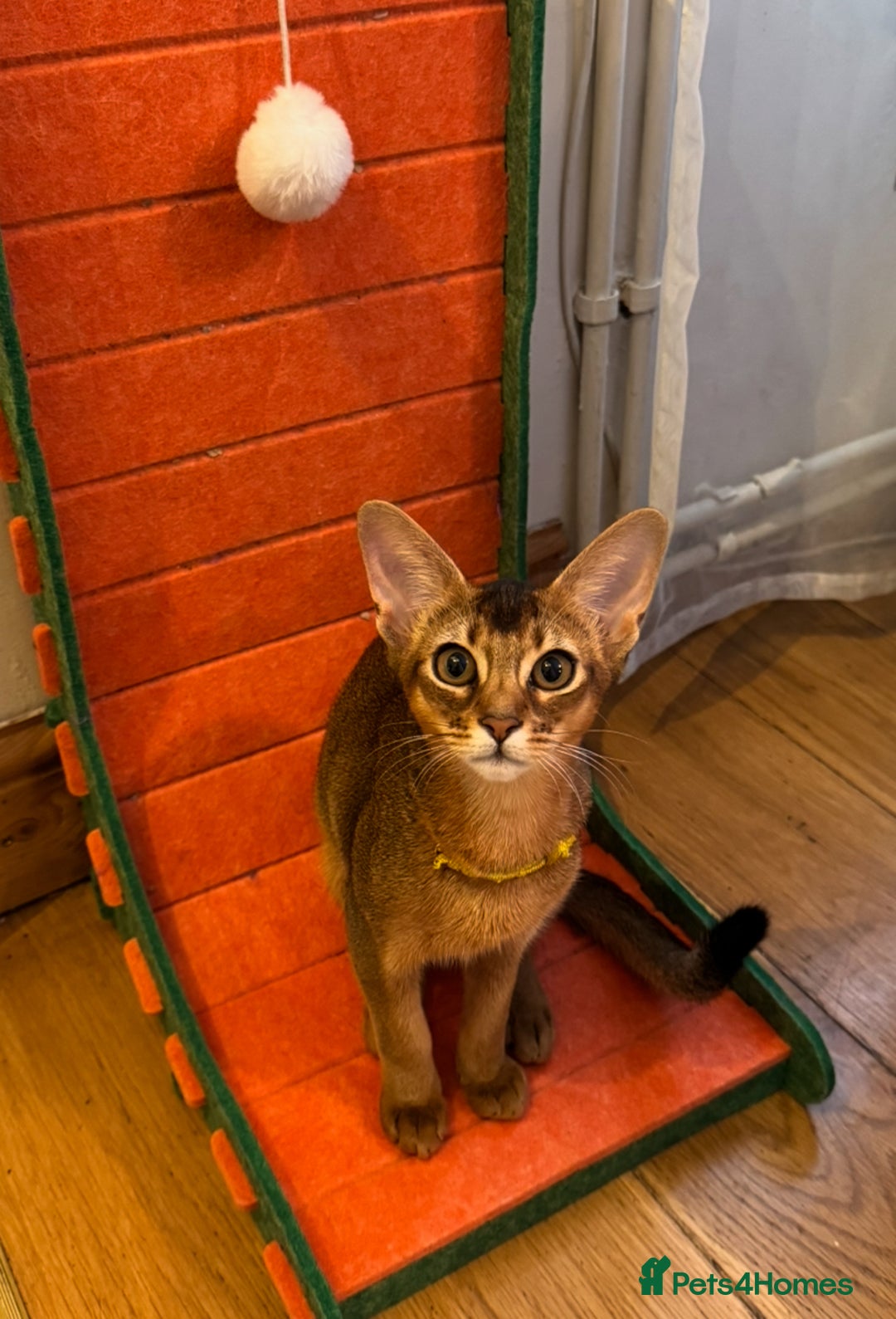 Abyssinian cats for sale: Abyssinian kittens looking for their new home - Image 19