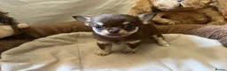 Chihuahua dogs for sale: Chihuahua puppies with blue and green eyes 2 m & 2 - Advert 25