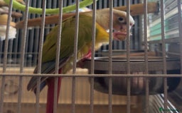 Parrots birds for sale: bonded pair of parrots  - Image 4