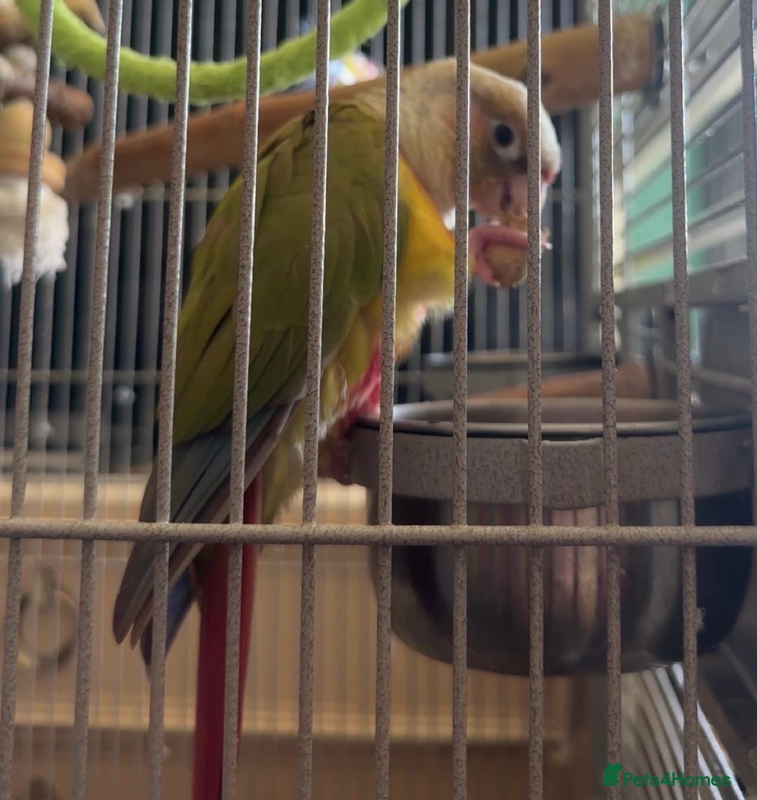 Parrots birds for sale: bonded pair of parrots  - Image 4