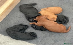 Irish Doodle dogs for sale: Irish doodle - Image 24