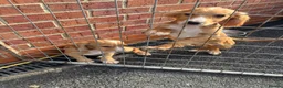 Cocker Spaniel dogs for sale: Cocker spaniel fox, red puppies, - Advert 7