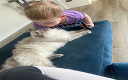 Ragdoll cats for sale: 🌸2x Extensively health tested Retiring Queens🌸 - Image 5