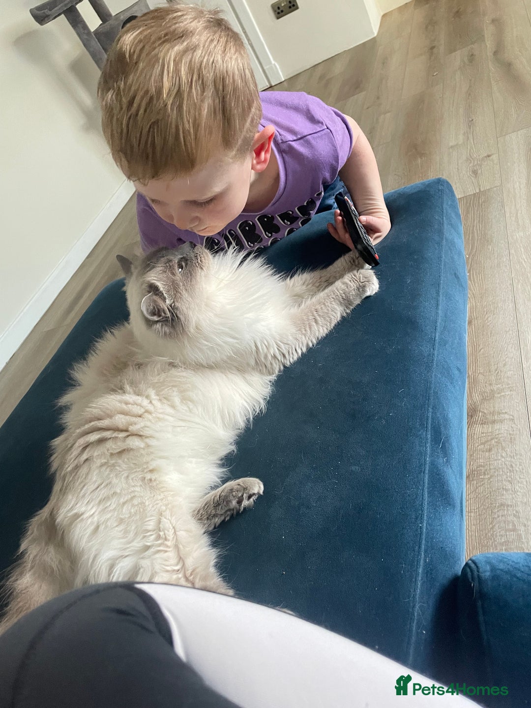 Ragdoll cats for sale: 🌸2x Extensively health tested Retiring Queens🌸 - Image 5