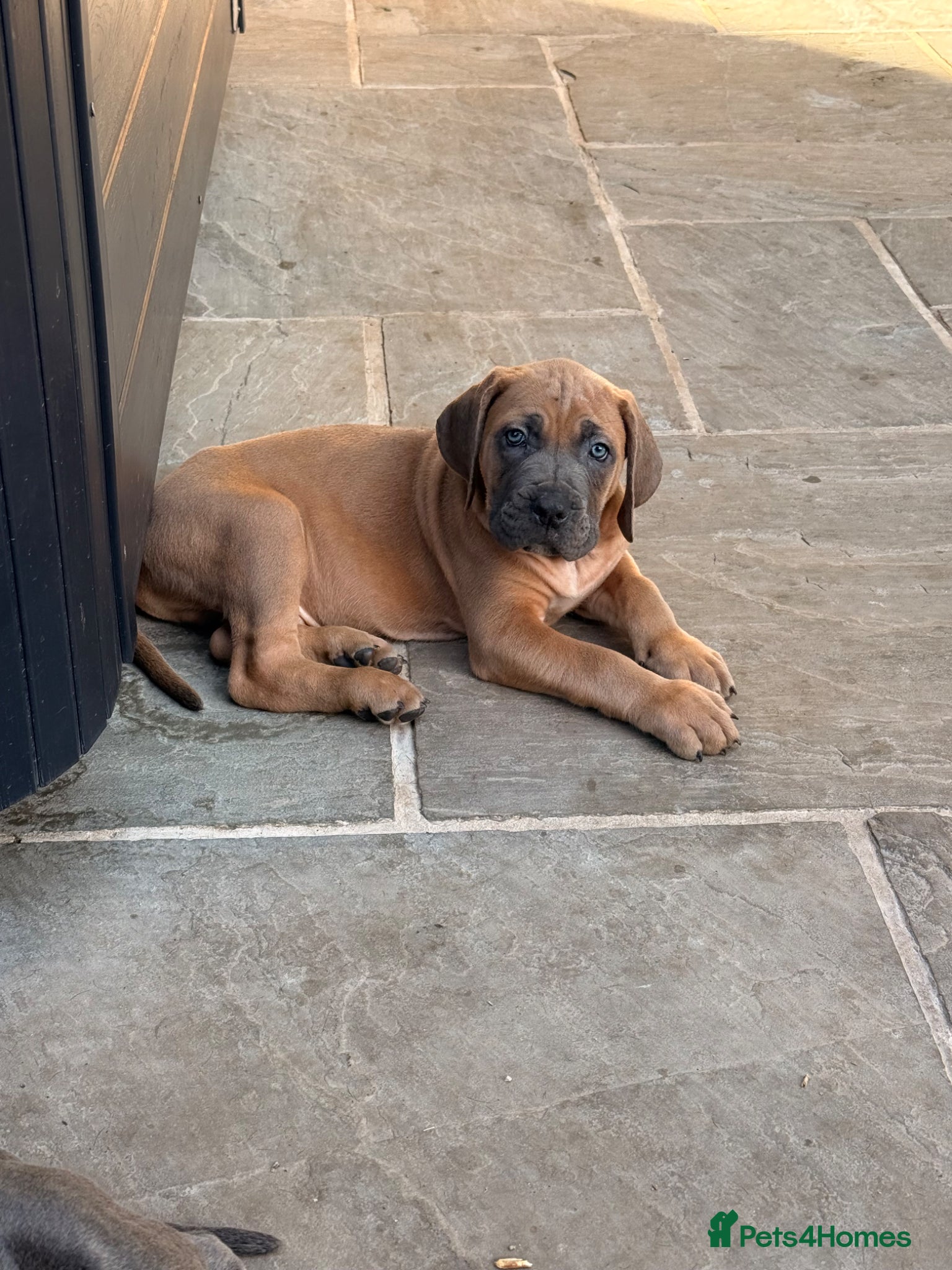 Cane Corso dogs     Brutus World Winner Bloodline Corso Puppies - Advert 1