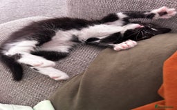 Ragdoll cats for sale: Ragdoll cross kitten (male) - Image 6