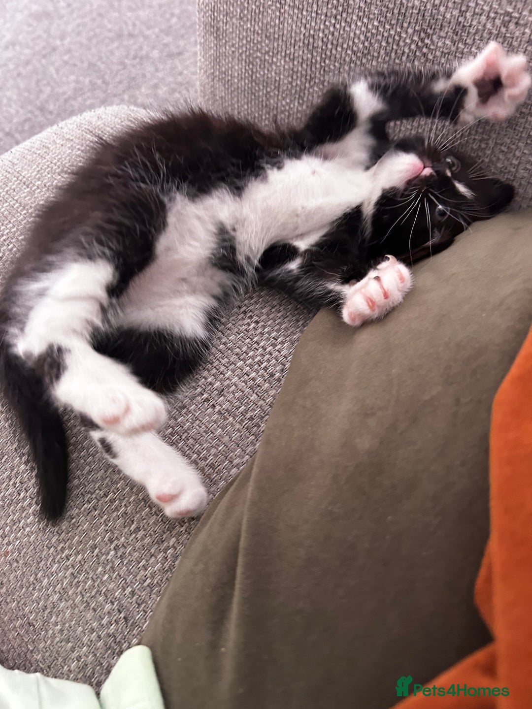 Ragdoll cats for sale: Ragdoll cross kitten (male) - Image 6